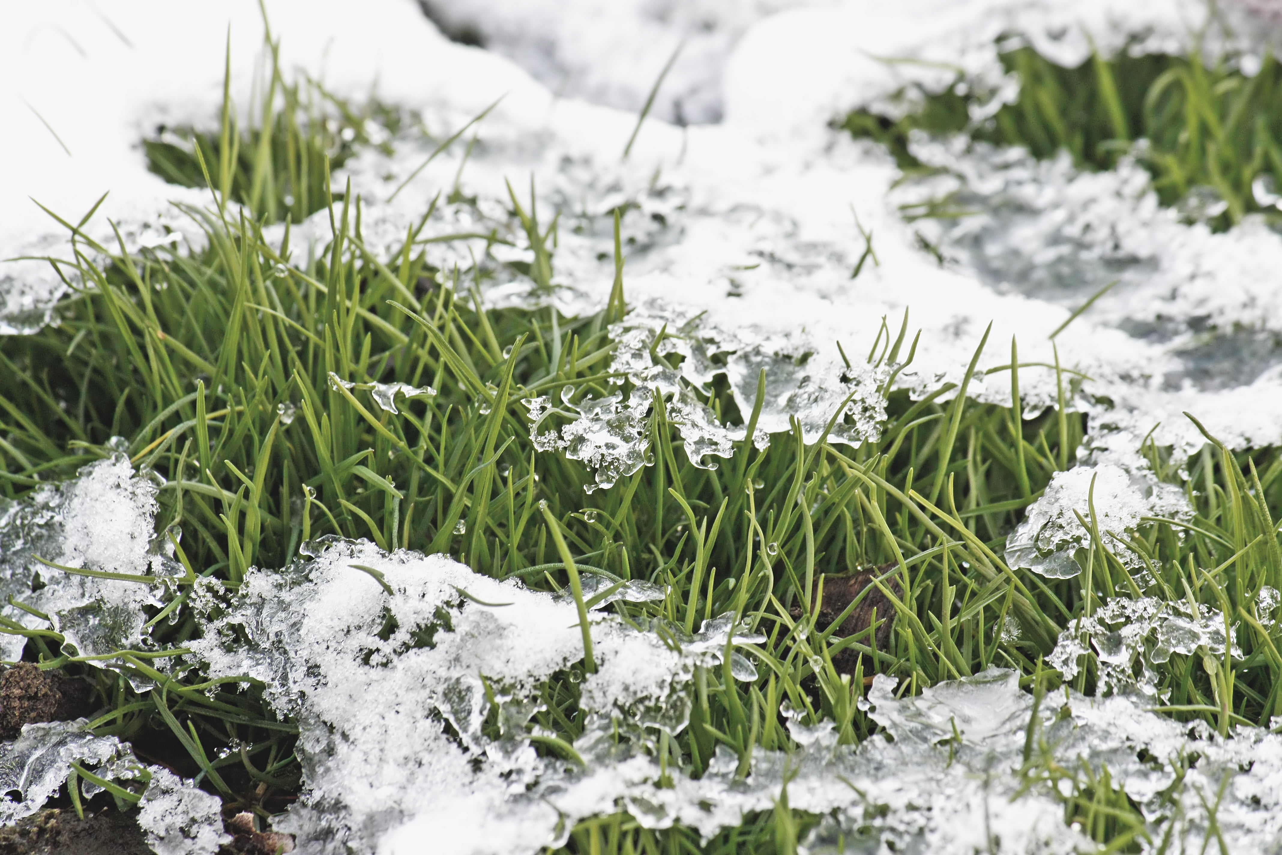 Весенняя первая травка. Трава под снегом. Весенняя трава. Снег на траве.