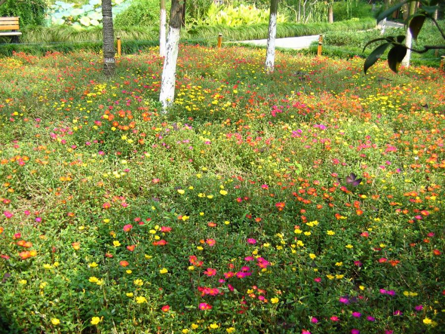 Jak vytvořit voňavou a rozkvetlou louku divokých květin ve vašem venkovském domě pomocí maurského trávníku