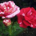 Канадские розы – неприхотливые красавицы сада