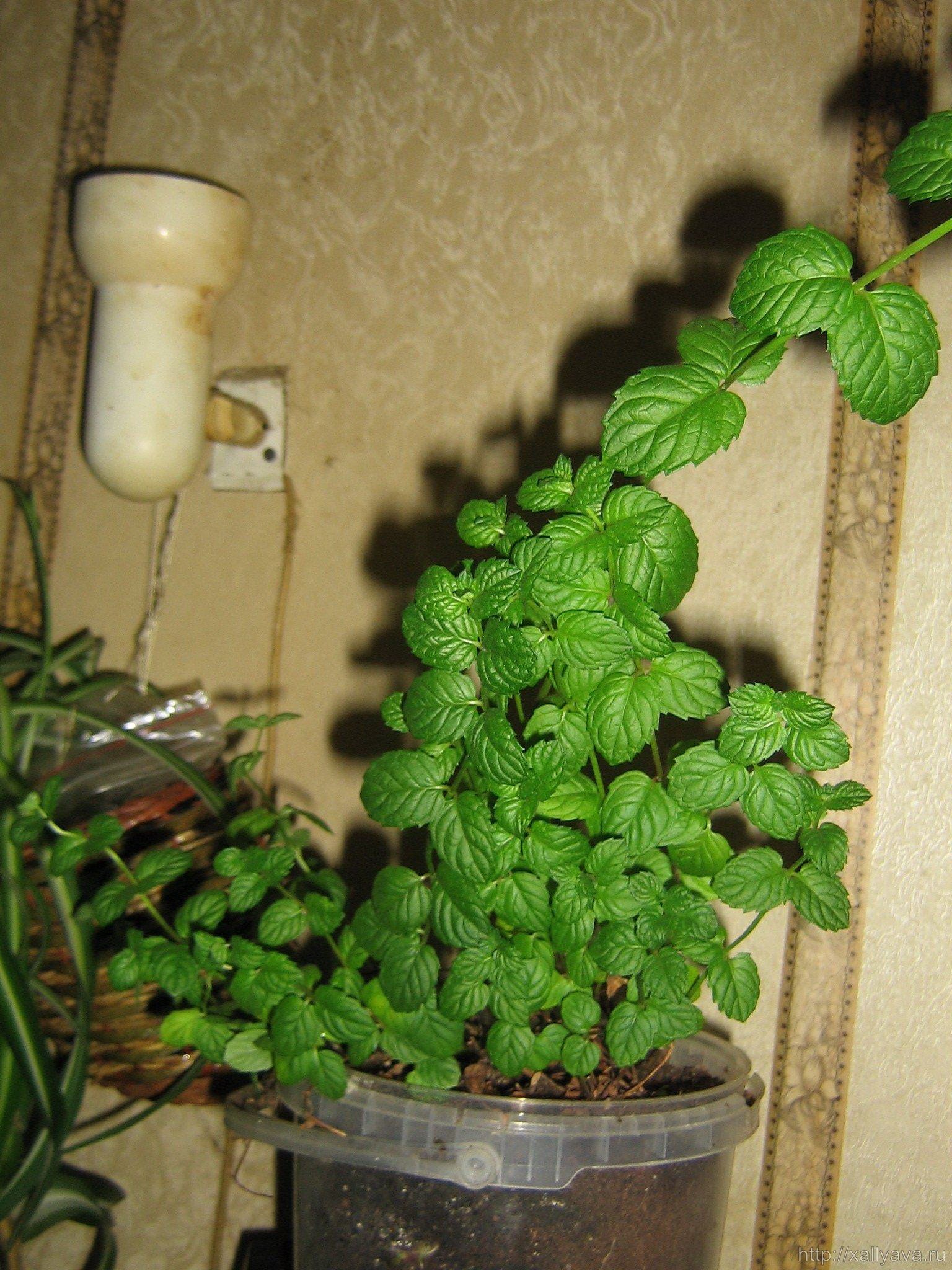 Мята комнатное растение фото польза для дома