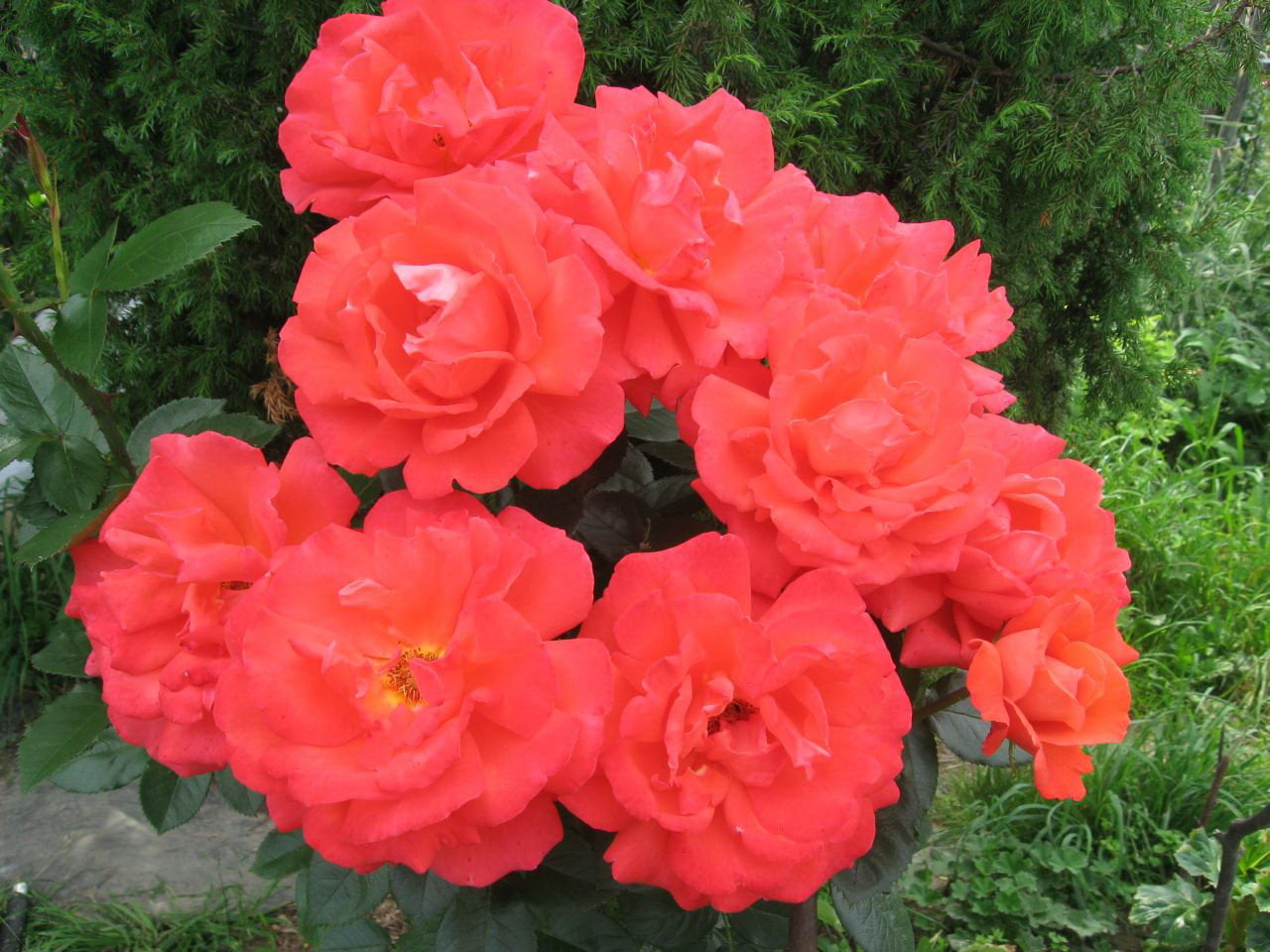 Канадские розы фото с названиями