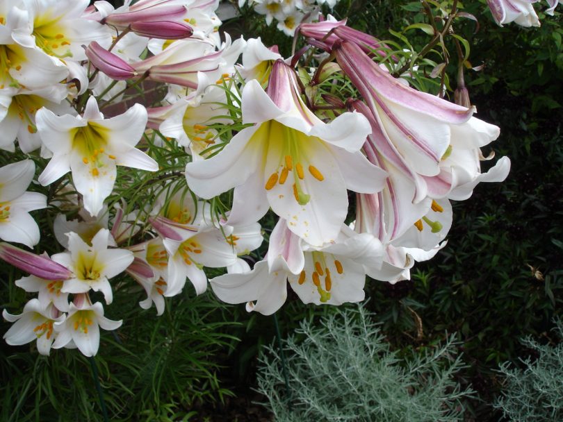 Растение Лилия- фото, сорта, выращивание, посадка и уход в открытом грунте