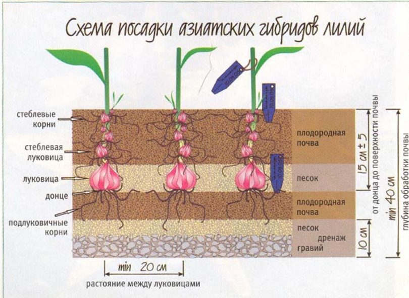 Схема посадки лилий