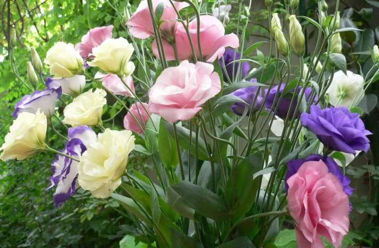 эустома многолетняя