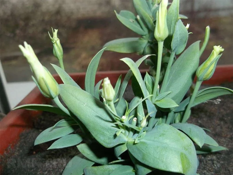 эустома размножение