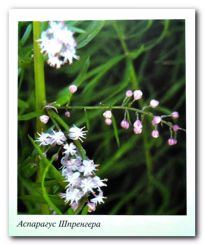 Аспарагус густоцветковый Шпренгера