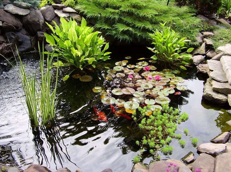 Как правильно выбрать и посадить растения для пруда, водоема