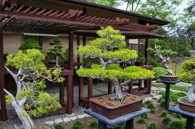 растения для японского сада