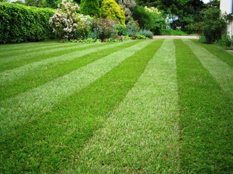 Английский газон: как посеять траву и правильно ухаживать за зеленым покрывалом