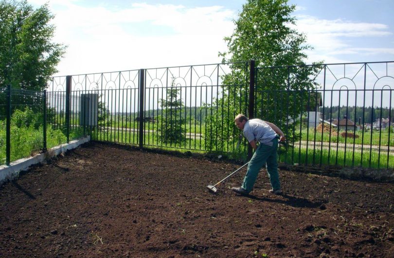 Как правильно посадить и вырастить газон на даче своими руками: правила, условия