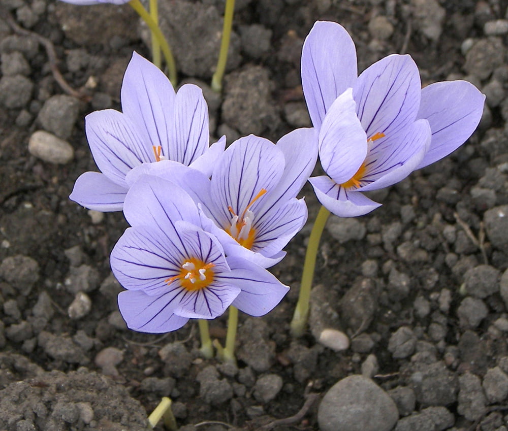 шафран цветок