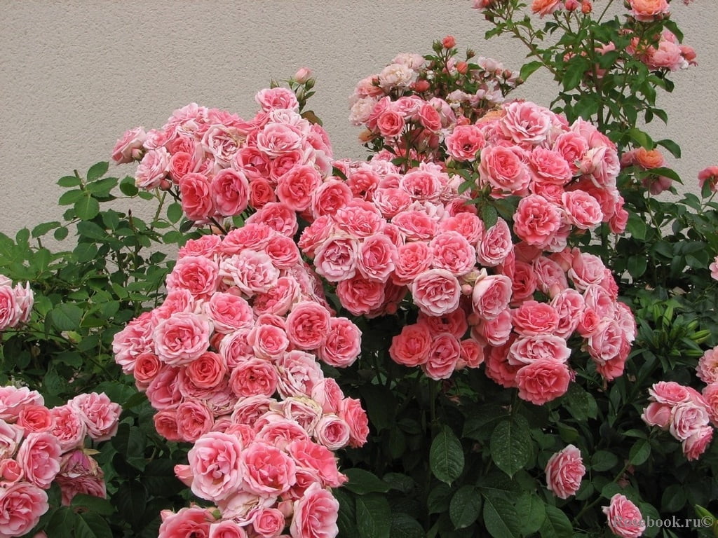 Роза Флорибунда: особенности её посадки и выращивания