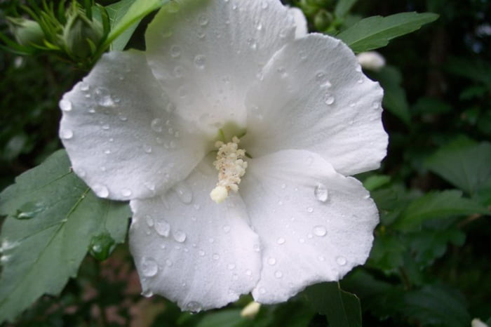 Альбус гибискус, цветок смерти
