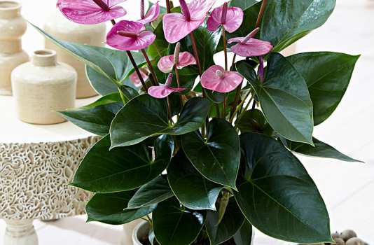 Антуриум (цветок; Мужское счастье; ): уход в домашних условиях, фото, размножение, полив