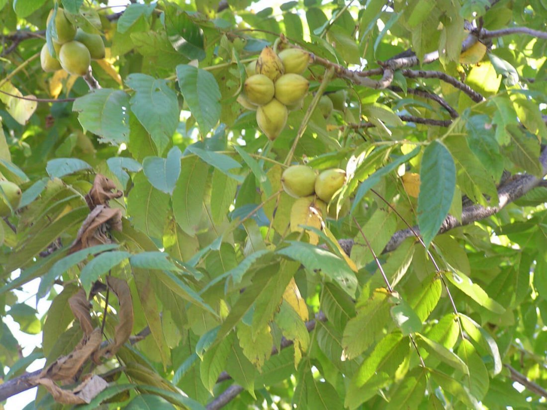 Маньчжурский орех виды и особенности его выращивания