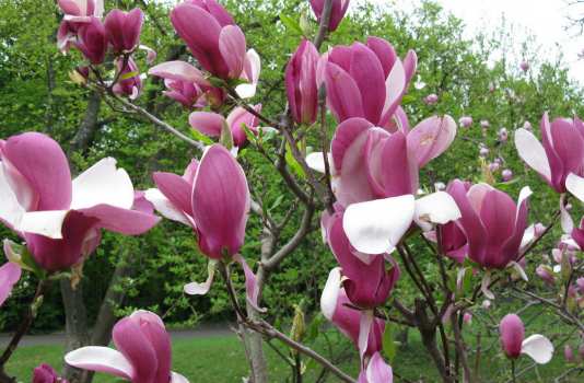Sulanzha magnoliya