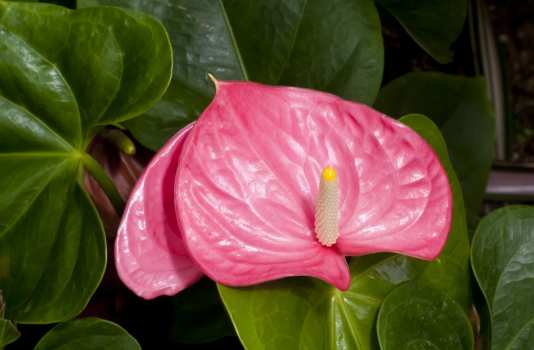Антуриум (цветок; Мужское счастье; ): уход в домашних условиях, фото, размножение, полив