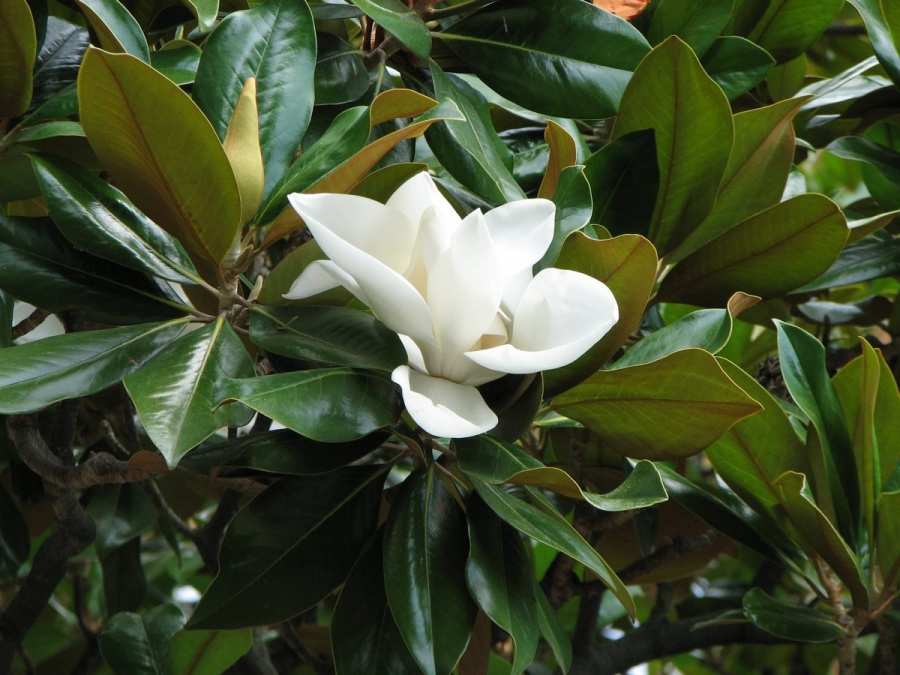 magnoliya cvetok