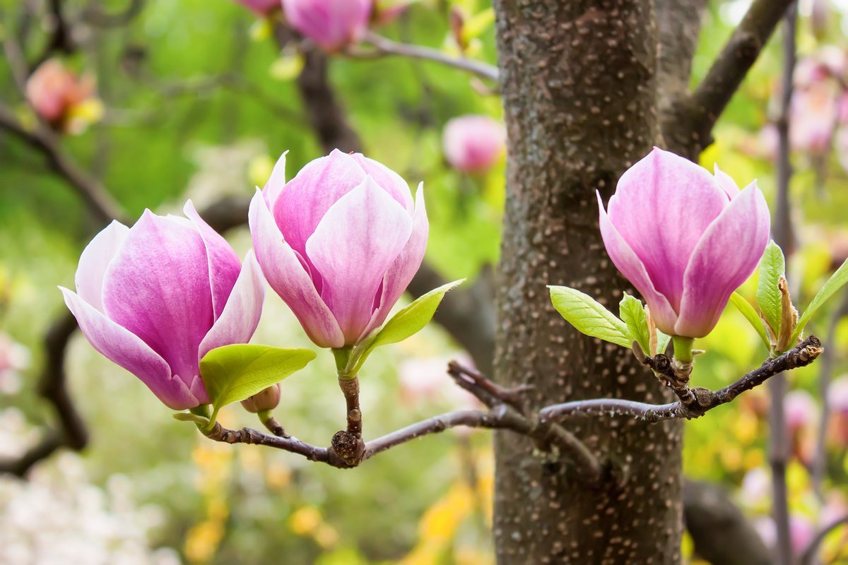 magnoliya rozobaya