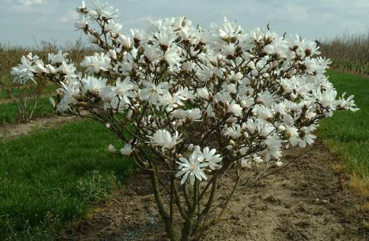 magnoliya zvyozdchataya magnolia