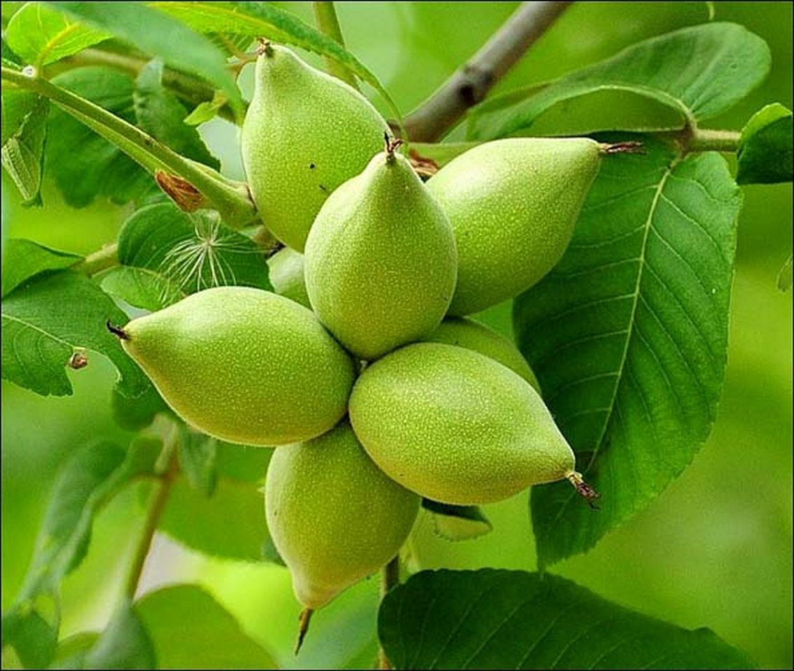 Маньчжурский орех виды и особенности его выращивания