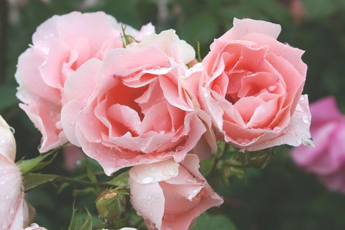 Что такое розы спрей и как их вырастить в своем саду