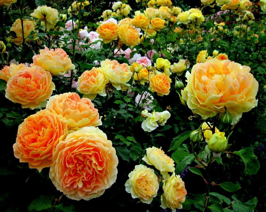 Что такое розы спрей и как их вырастить в своем саду