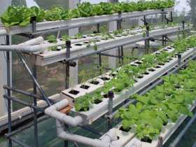 Гидропоника оборудование для выращивания овощей своими руками