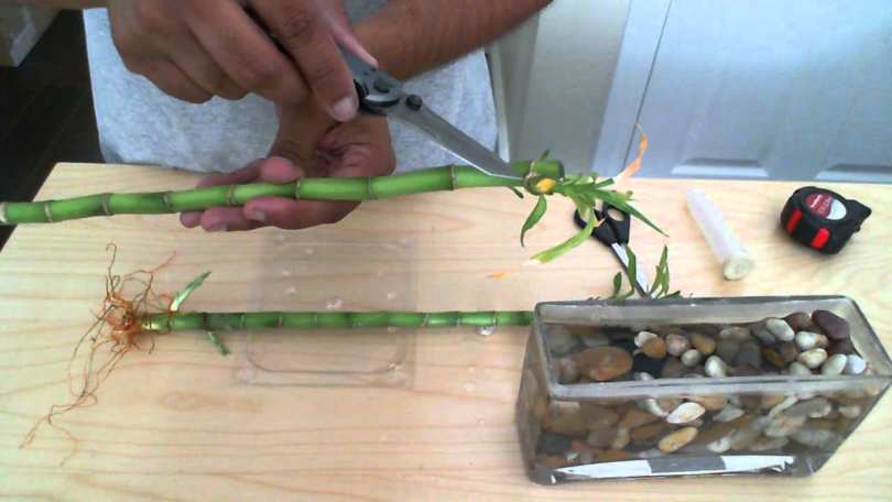 Размножение бамбука