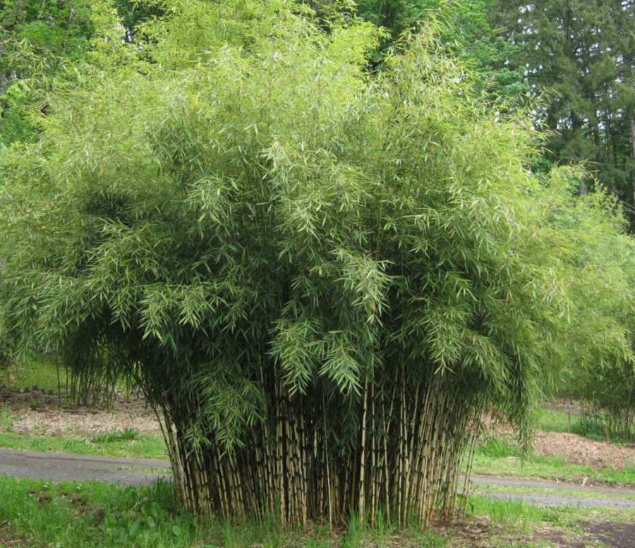 Как выращивать бамбук в домашних условиях, посадка и уход