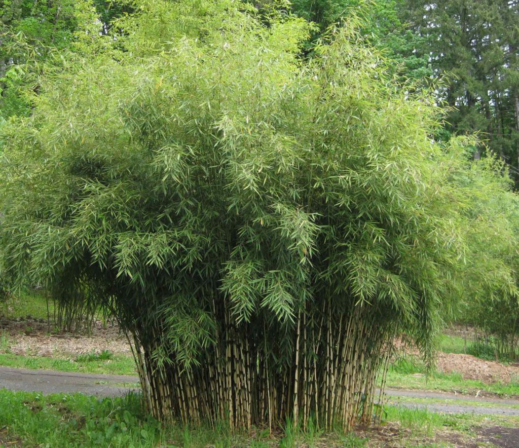 Бамбук: посадка и уход в открытом грунте, размножение, виды, фото