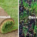 Рулонный или посевной газон: в чем разница?