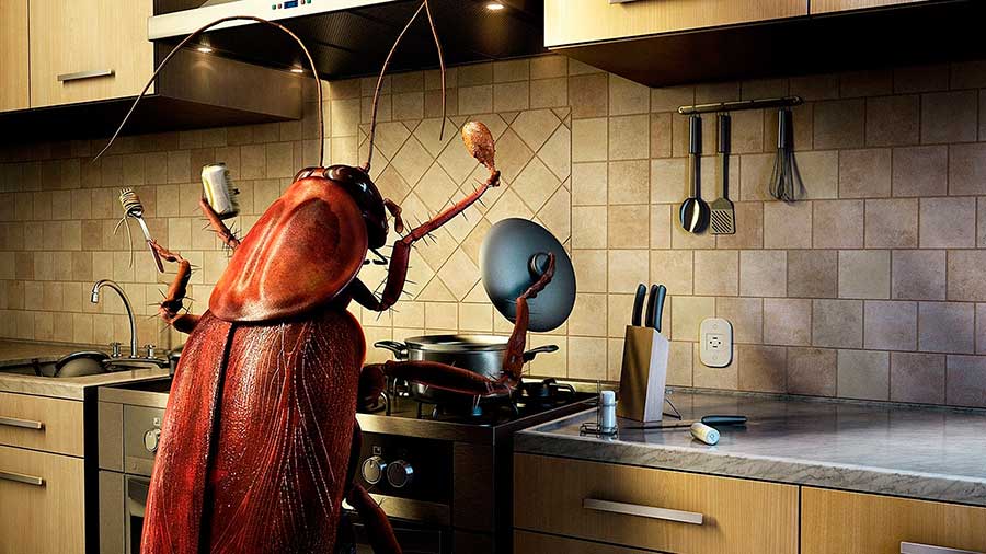 Откуда берутся тараканы в квартире и доме