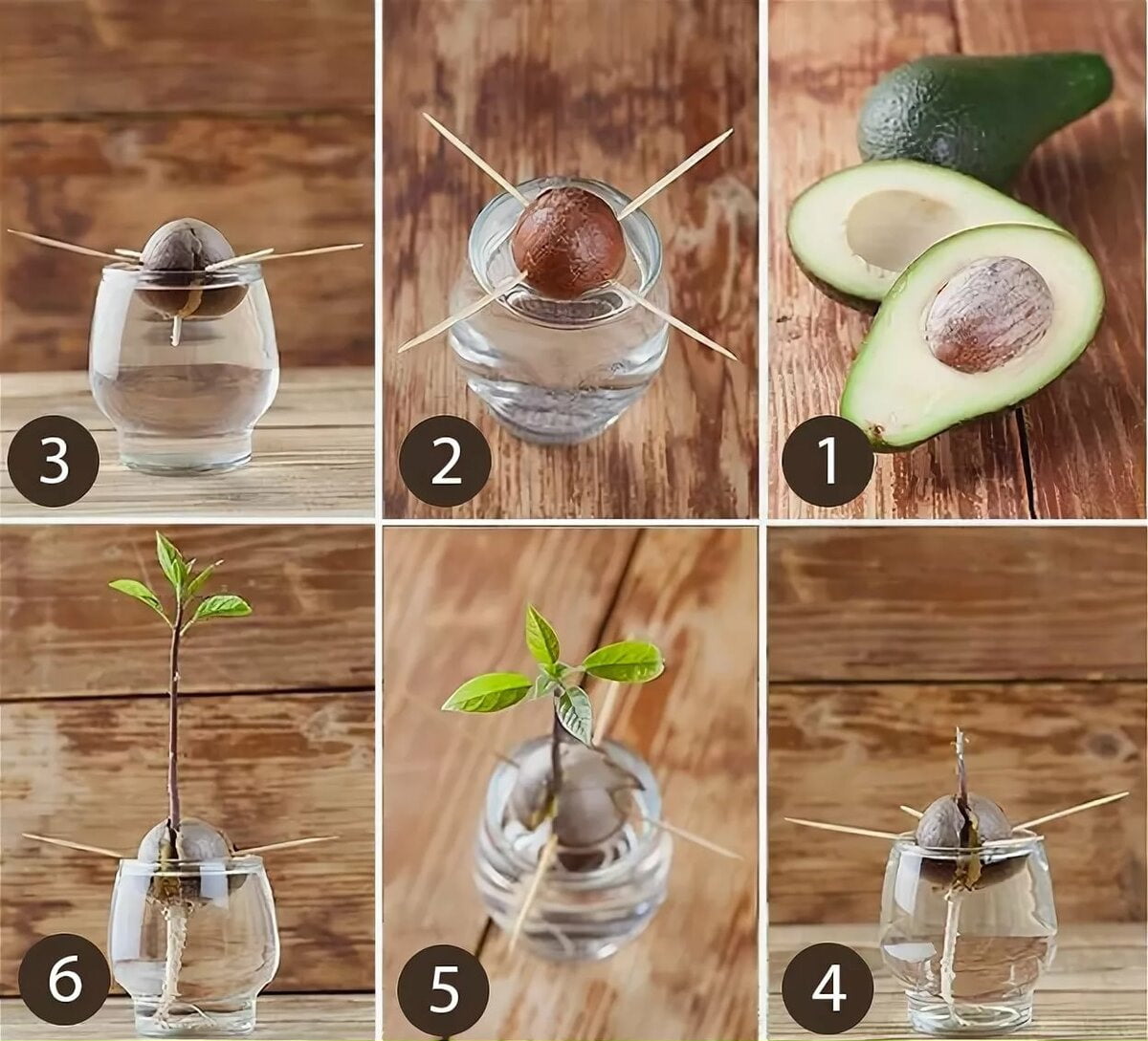 Как правильно выращивать авокадо в домашних условиях?