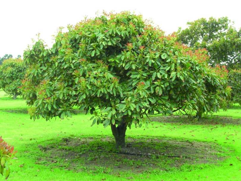 авокадо в природе