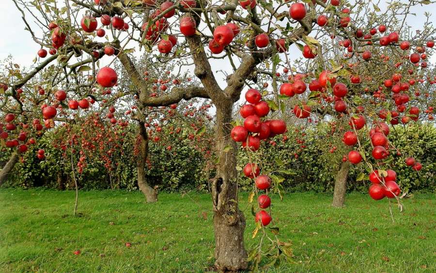 Где надежнее всего купить яблоню на посадку?