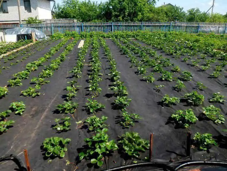 Агроволокно: защита растений и экономия затрат в садоводстве и сельском хозяйстве