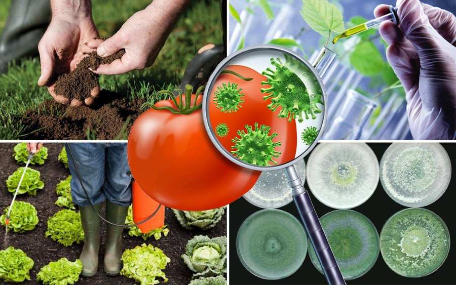 Борьба с вредителями и болезнями в саду и огороде: современные методы защиты растений
