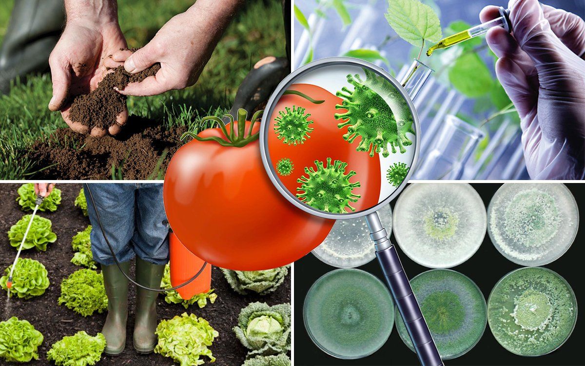 Влияние пестицидов на вредителей растений. Биологическая защита растений. Защита растений от вредителей. Биопрепараты для сада и огорода. Средства защиты растений пестициды.