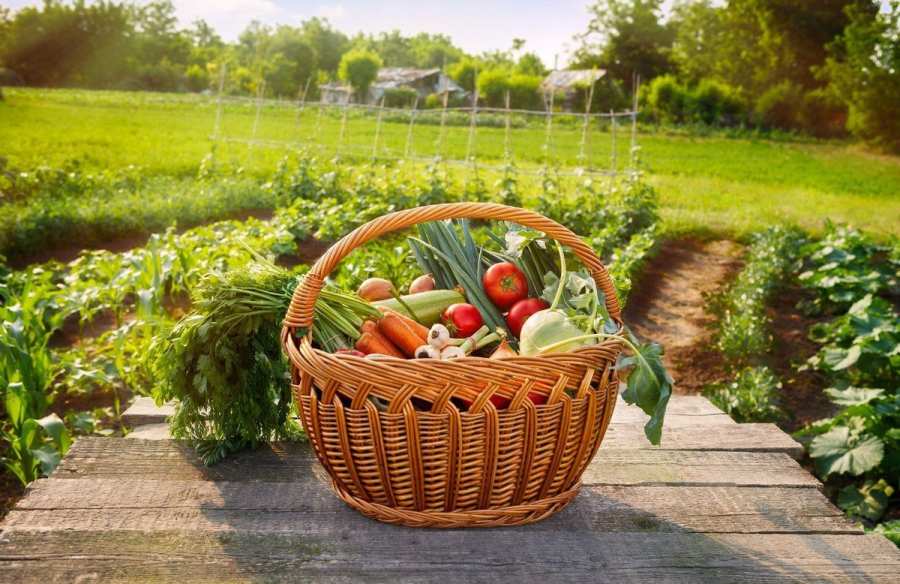 Овочевий сад: використання подвій для підвищення ефективності та врожайності