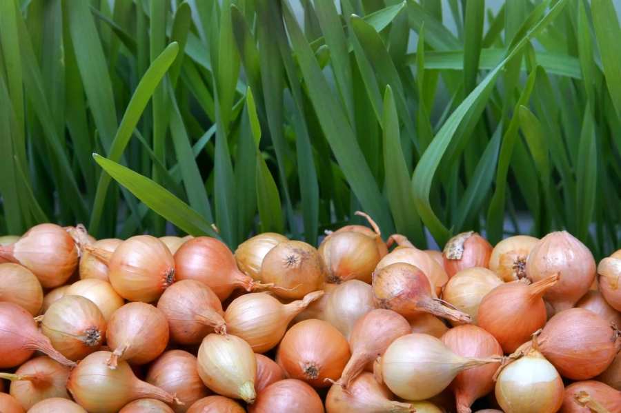 Лук севок: особенности выращивания и выбора семен