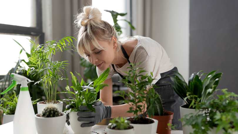 Як допомогти кімнатним рослинам пережити зиму