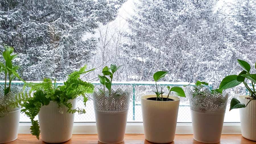 Як допомогти кімнатним рослинам пережити зиму